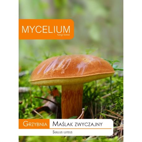 Grzybnia Maślak zwyczajny 10g