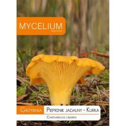 Grzybnia Pieprznik jadalny- Kurka 10g