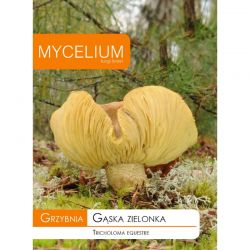 Grzybnia Gąska zielonka 10g