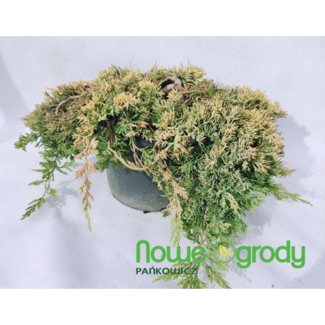 Jałowiec płożący ' Golden Carpet'