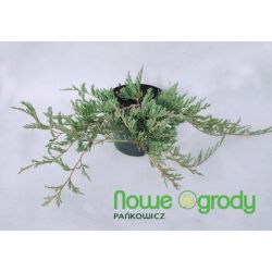 Jałowiec płożący ' Wiltonii'