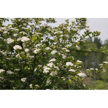 Aronia ' Viking'