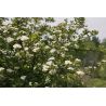 Aronia ' Viking'