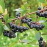 Aronia ' Viking'