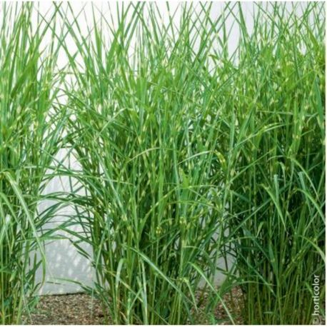 Miskant chiński ' Zebrinus'