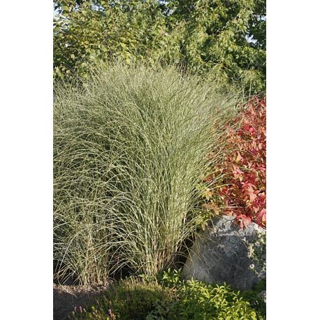 Miskant chiński ' Morning Light'