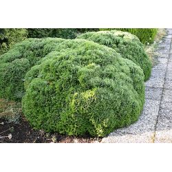 Żywotnik zachodni ' Danica'