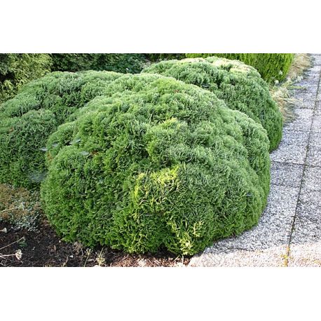 Żywotnik zachodni ' Danica'