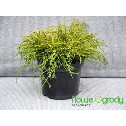 Cyprysik groszkowy ' Golden Mop'