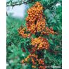 Ognik szkarłatny ' Orange Charmer'