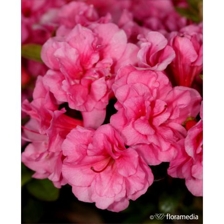 Azalia japońska ' Babuschka'