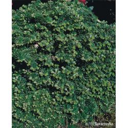 Jodła koreańska ' Tundra' 20-30