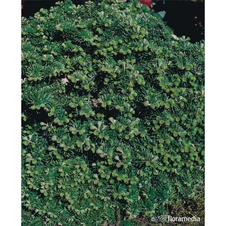 Jodła koreańska ' Tundra' 20-30