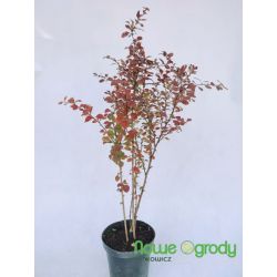 Berberys Thunberga ' Atropurpurea'