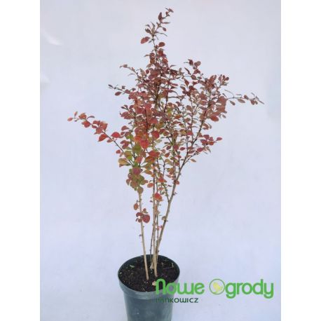 Berberys Thunberga ' Atropurpurea'