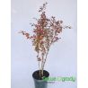 Berberys Thunberga ' Atropurpurea'