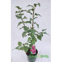 Lilak pospolity ' Znamya Lenina'