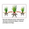 Substral Trawa samo zagęszcz. sportowa 1kg