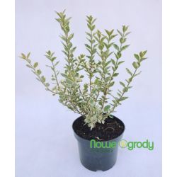 Ligustr jajolistny ' Variegatum'