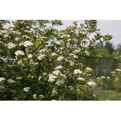 Aronia ' Viking'