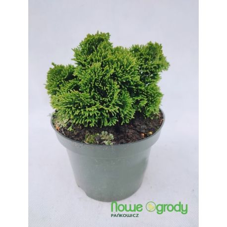 Cyprysik tępołuskowy ' Nana Gracilis'