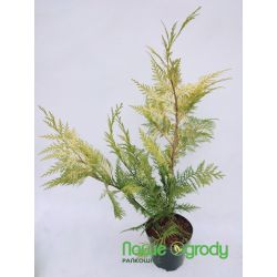 Cyprysik Lawsona ' Golden Wonder'