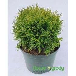 Żywotnik zachodni ' Danica'