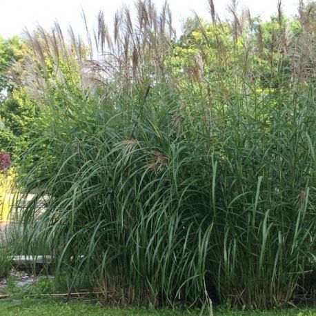 Miskant chiński ' Grosse Fontäne'