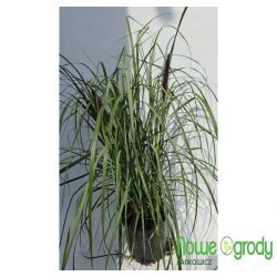 Rozplenica japońska ' Red Head'