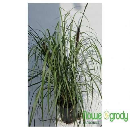 Rozplenica japońska ' Red Head'