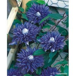 Powojnik ' Multi Blue'