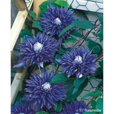 Powojnik ' Multi Blue'