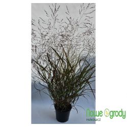 Proso rózgowate ' Northwind'