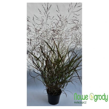 Proso rózgowate ' Northwind'