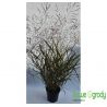 Proso rózgowate ' Northwind'