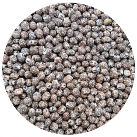 Agronas- łubin wąskolistny gorzki Karo 1kg