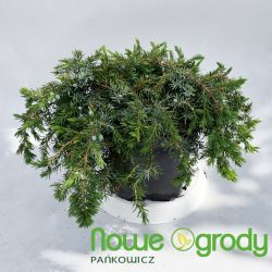 Jałowiec nadbrzeżny ' Schlager'