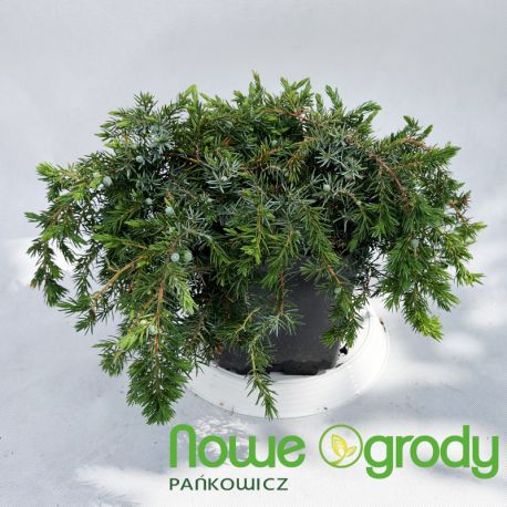 Jałowiec nadbrzeżny ' Schlager'