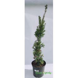 Cis pośredni ' Hicksii'