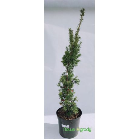 Cis pośredni ' Hicksii'