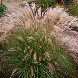 Miskant chiński ' Yaka Dance'