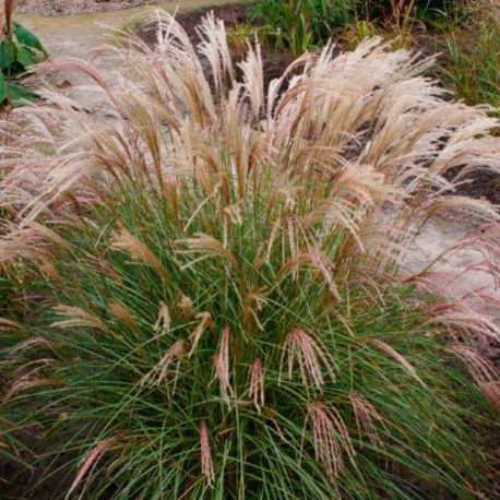 Miskant chiński ' Yaka Dance'