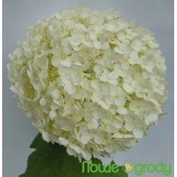 Hortensja drzewiasta ' Strong Annabelle'