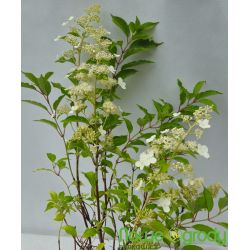 Hortensja bukietowa ' Kyushu'