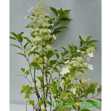 Hortensja bukietowa ' Kyushu'