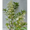 Hortensja bukietowa ' Kyushu'