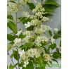 Hortensja bukietowa ' Kyushu'