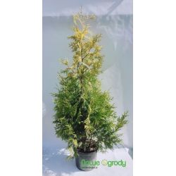 Żywotnik zachodni ' Yellow Ribbon' 150-160