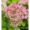 Hortensja drzewiasta ' Pink Annabelle'