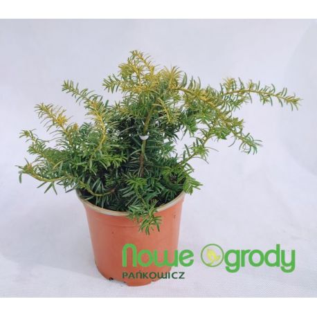 Cis pospolity ' Summergold'